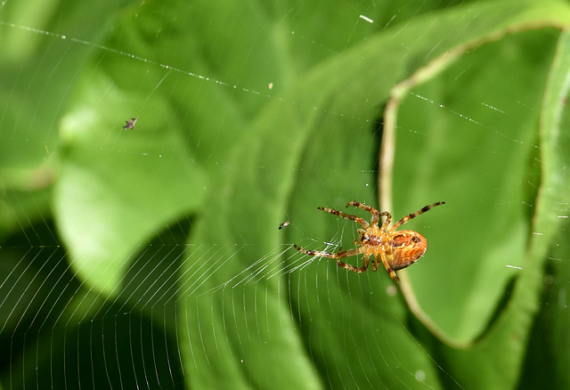 A tasty fly for dinner maybe A tasty fly for dinner maybe