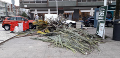 Aftermath of Martinho windstorm.
