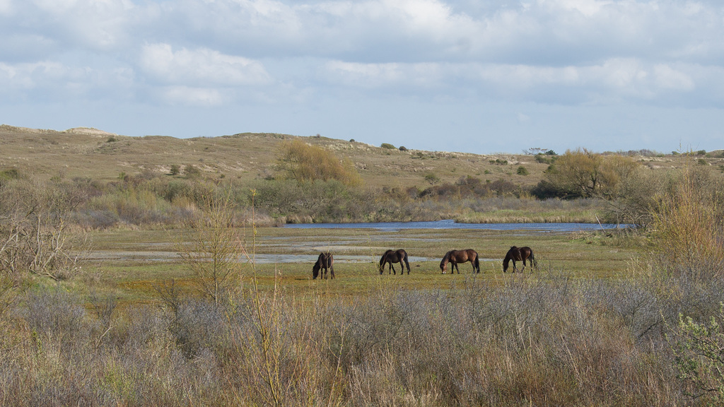 Nordholländisches Dünenreservat DSC01652