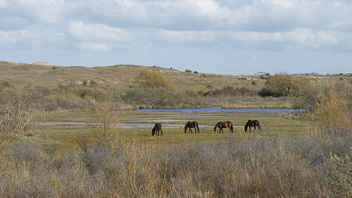 Nordholländisches Dünenreservat DSC01652