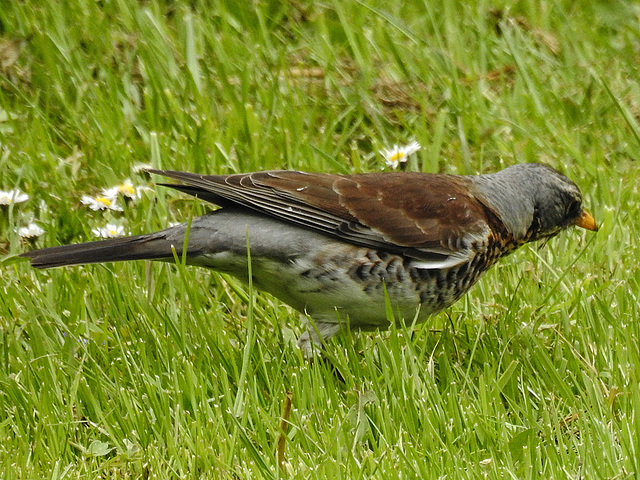 20170501 0812CPw [D~LIP]  Wachholderdrossel (Turdus pilaris), Bad Salzuflen