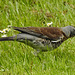 20170501 0812CPw [D~LIP]  Wachholderdrossel (Turdus pilaris), Bad Salzuflen