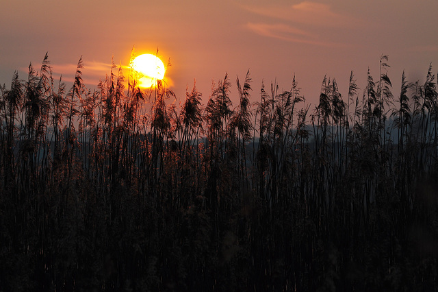 Neeracher Riet