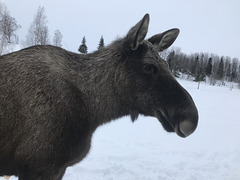 thoughtful moose