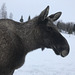 thoughtful moose