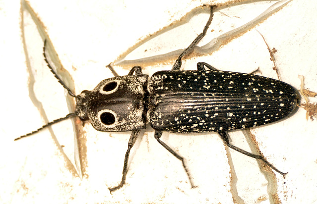 Eastern eyed click beetle A DSC 4741