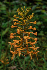 Platanthera ciliaris (Yellow Fringed orchid)