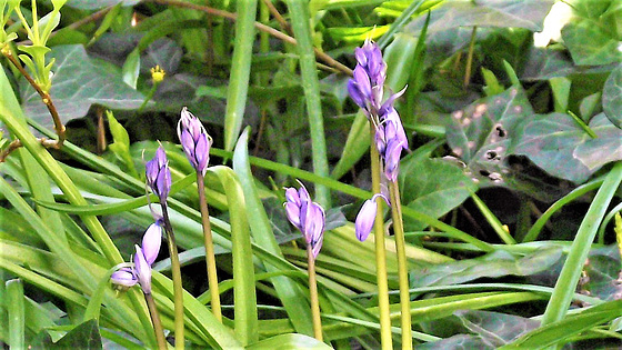 Bluebells opening up - soon be fuller