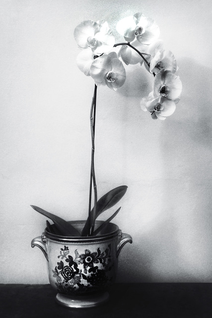 Jean's orchid