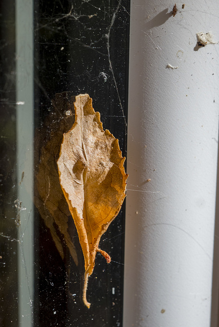 Stuck to a Window