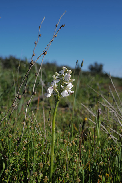 Anacamptis morio alba