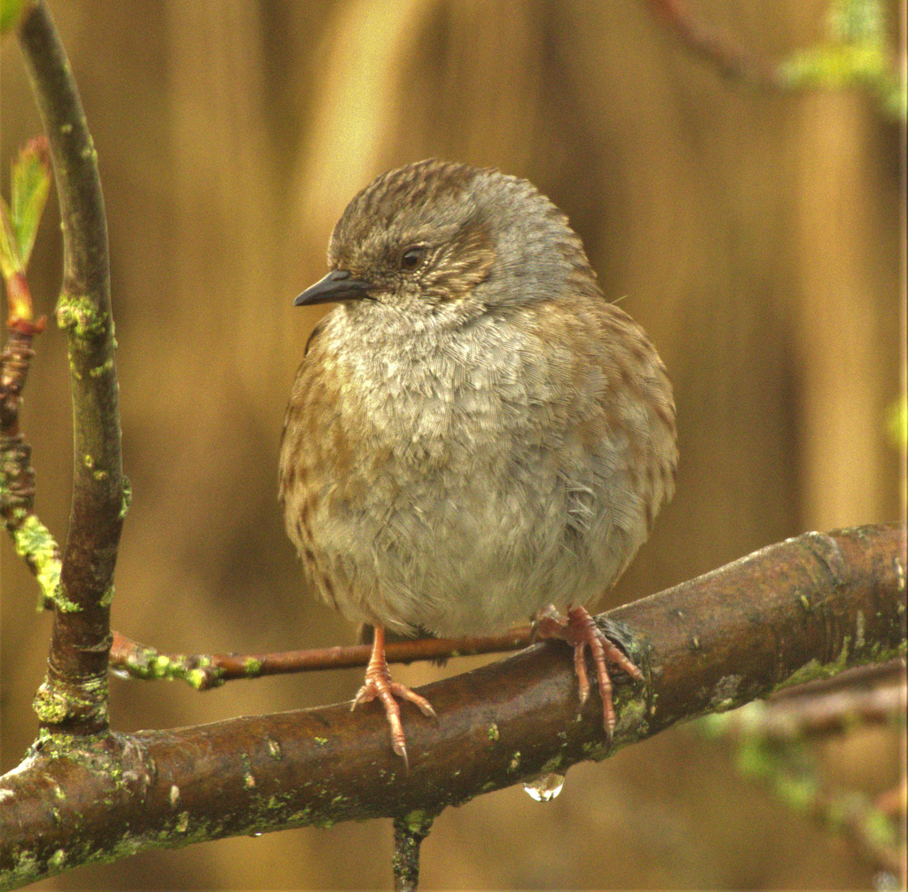 Fluffy Wee One