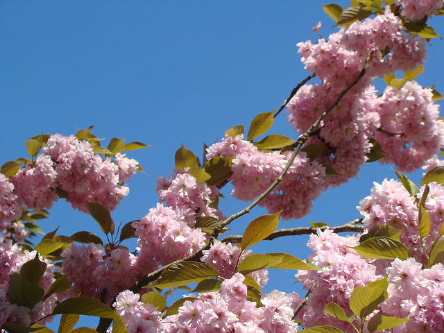 2022 a tavasz speing blossomed tree