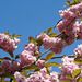 2022 a tavasz speing blossomed tree