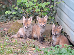 Part of our new garden sharers of four cubs plus mum and dad