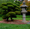 Japanese Lantern