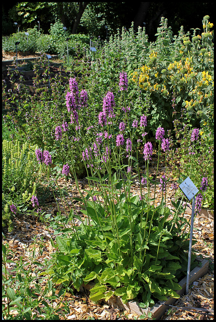 Stachys officinalis (2)