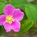 Rose by the slough