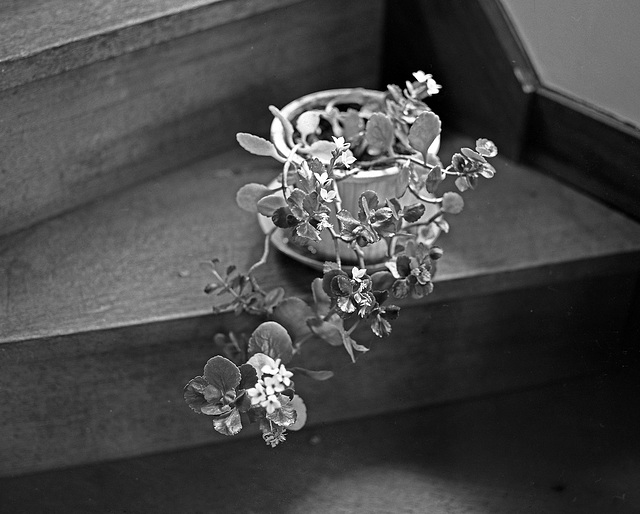 Potted plant on a stair