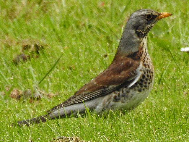 20170501 0813CPw [D~LIP]  Wachholderdrossel (Turdus pilaris), Bad Salzuflen