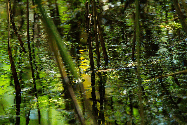 Stengel im Altwasser