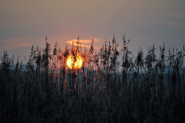 Neeracher Riet