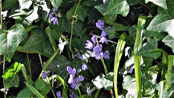 The bluebells are filling the spaces in amongst the lilac trees