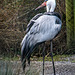 Wattled crane