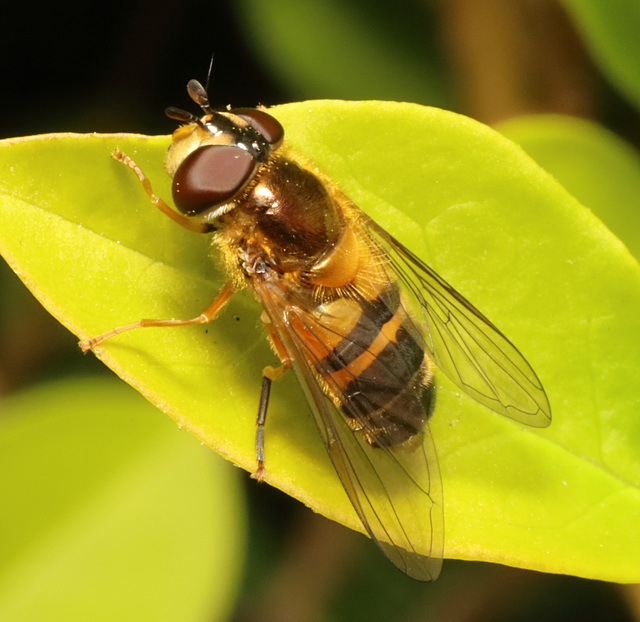 IMG 1507Hoverfly