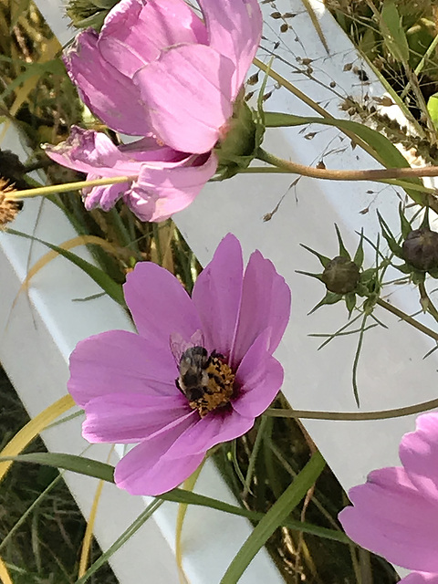 through the fence