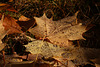 Raindrops on leaves (Explored)