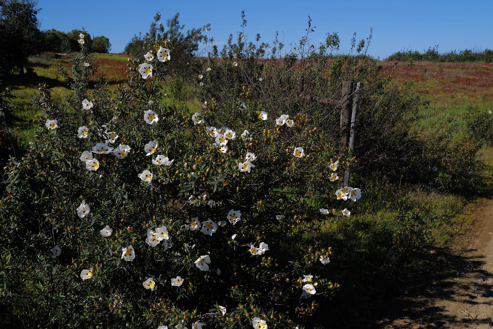 Cistus ladanifer, Estevas, Penedos