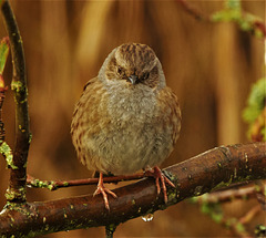 Fluffy Wee One