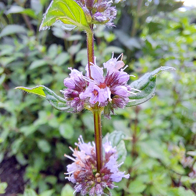 Minze (Mentha)