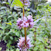 Minze (Mentha)
