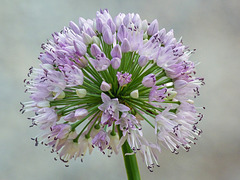 Allium up close