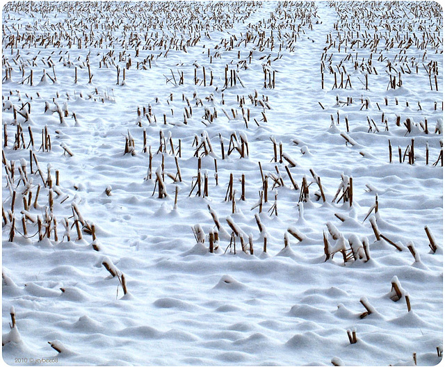 Winterliches Stoppelfeld / Winterly stubble field