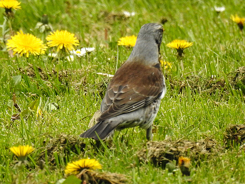 20170501 0814CPw [D~LIP]  Wachholderdrossel (Turdus pilaris), Bad Salzuflen