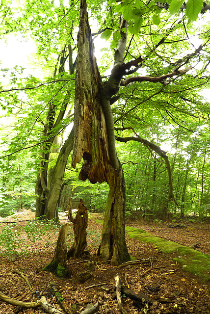 Wie ein Baum zur Skulptur wird: 2011 /2017 (2xPiP)