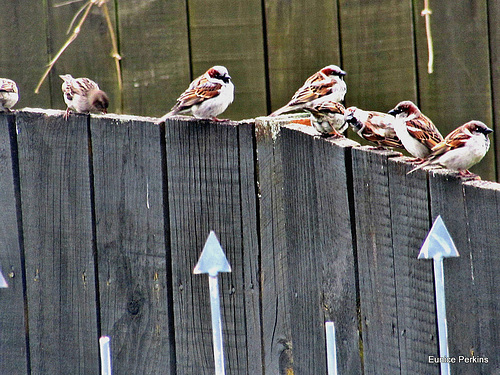 On the Fence.