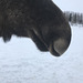 amazing moose nostrils