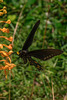 Platanthera ciliaris (Yellow Fringed orchid) and Battus philenor (Pipevine Swallowtail butterfly)