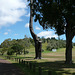 Cornwall Park