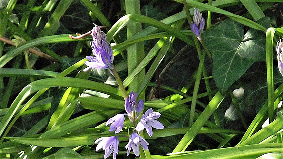 Bluebells just starting to flower