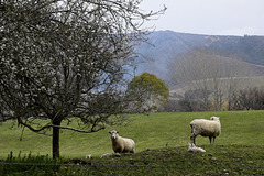 More sheep in NZ