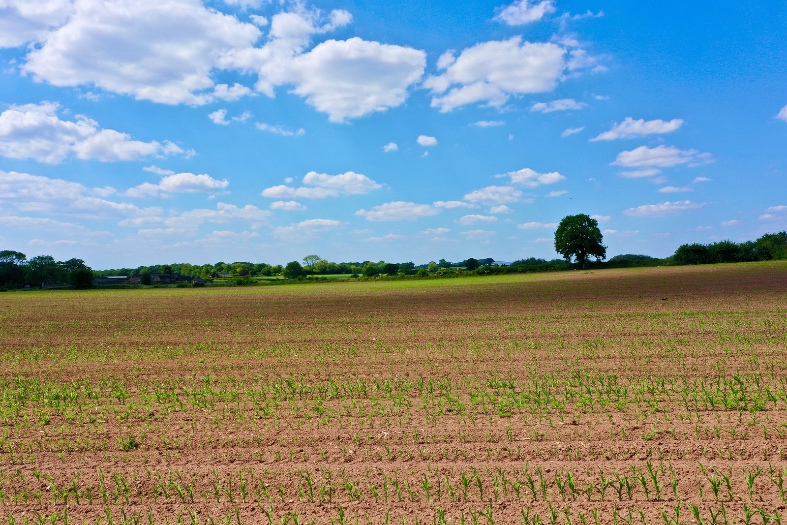 Gnosall fields