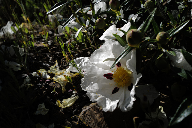 Cistus ladanifer, Estevas, Penedos