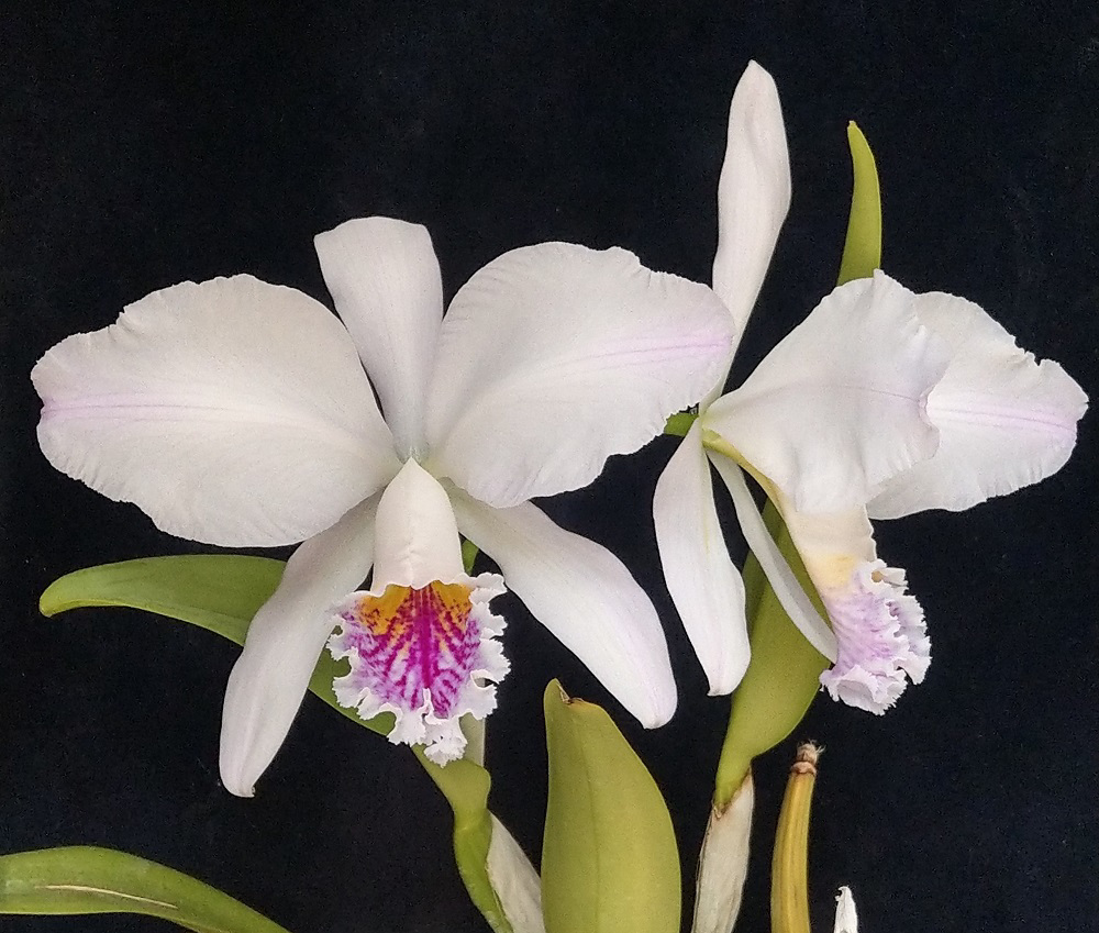 Cattleya mossiae  'Rio Clara x Blanca '