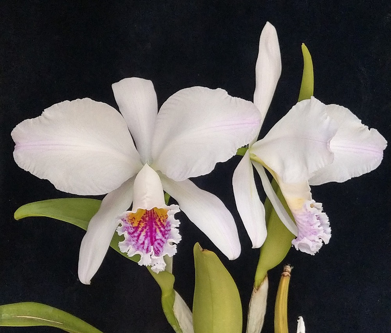 Cattleya mossiae  'Rio Clara x Blanca '