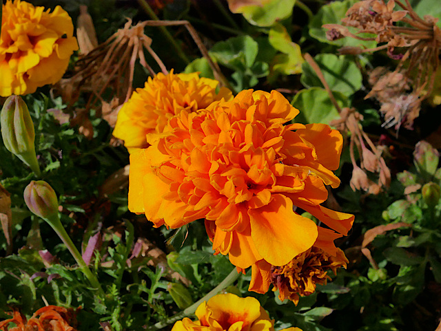 Orange Flower (Lens Test)